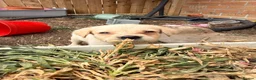 Goldador dogs for sale: Golden Retriever X KC Labrador Retriever - Advert 10