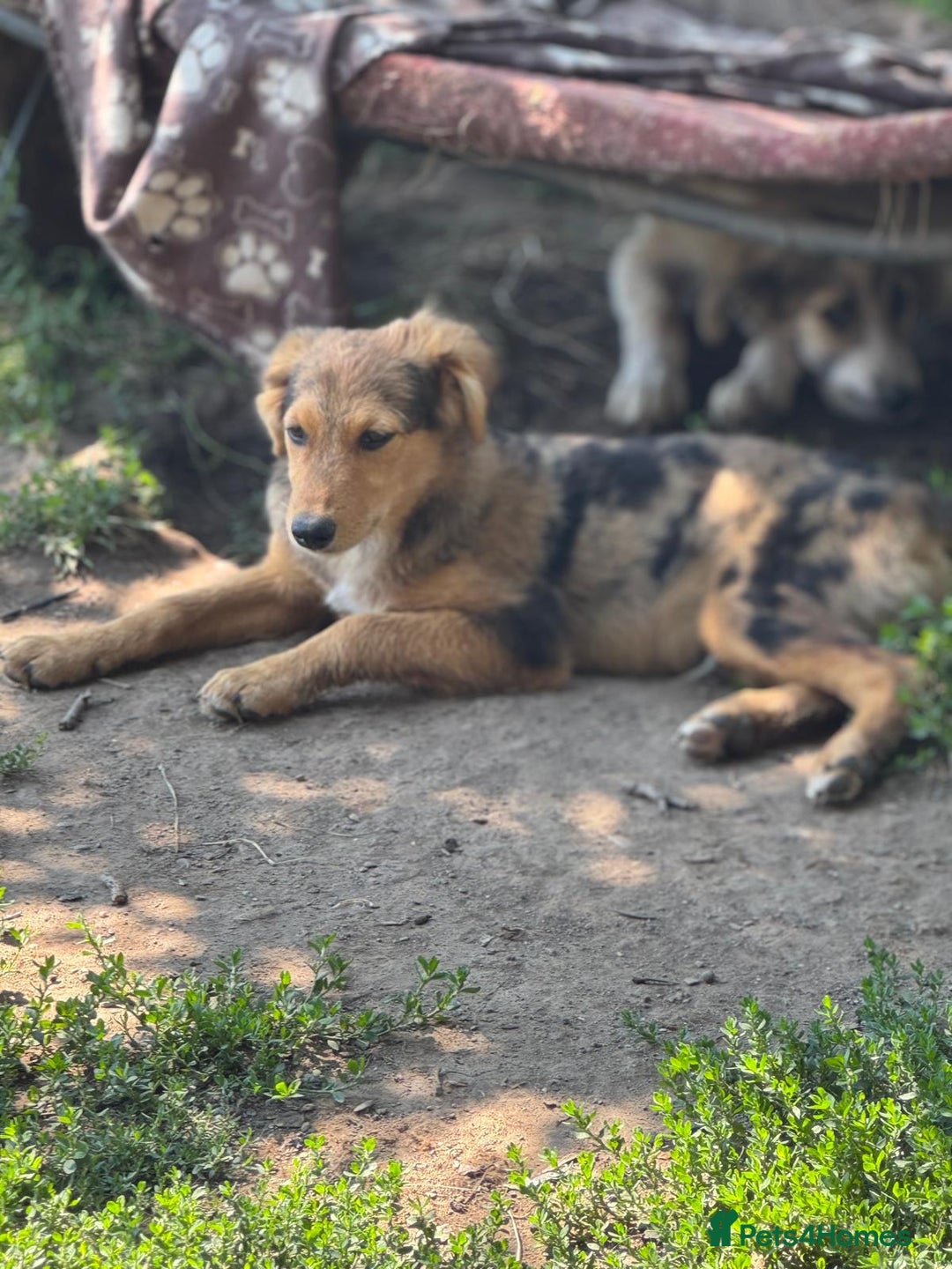 Mixed Breed dogs for adoption: JASPER - a Superb Puppy Boy, for a Loving Home - Image 34