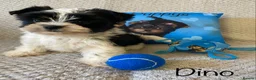 Yorkshire Terrier dogs for sale: Beautiful small Biewer Yorkshire Terrier Pedigree  - Advert 32