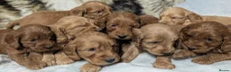 Cockapoo dogs for sale: Quality F1 Cockapoo puppies  in Ammanford - Advert 1