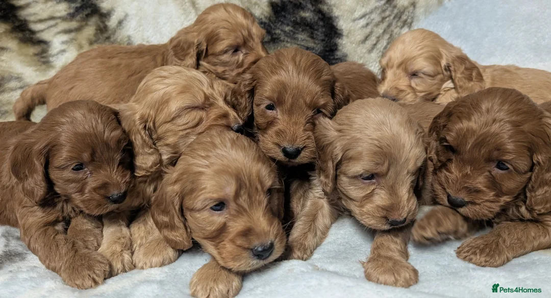 Cockapoo dogs for sale: Quality F1 Cockapoo puppies  in Ammanford - Advert 1