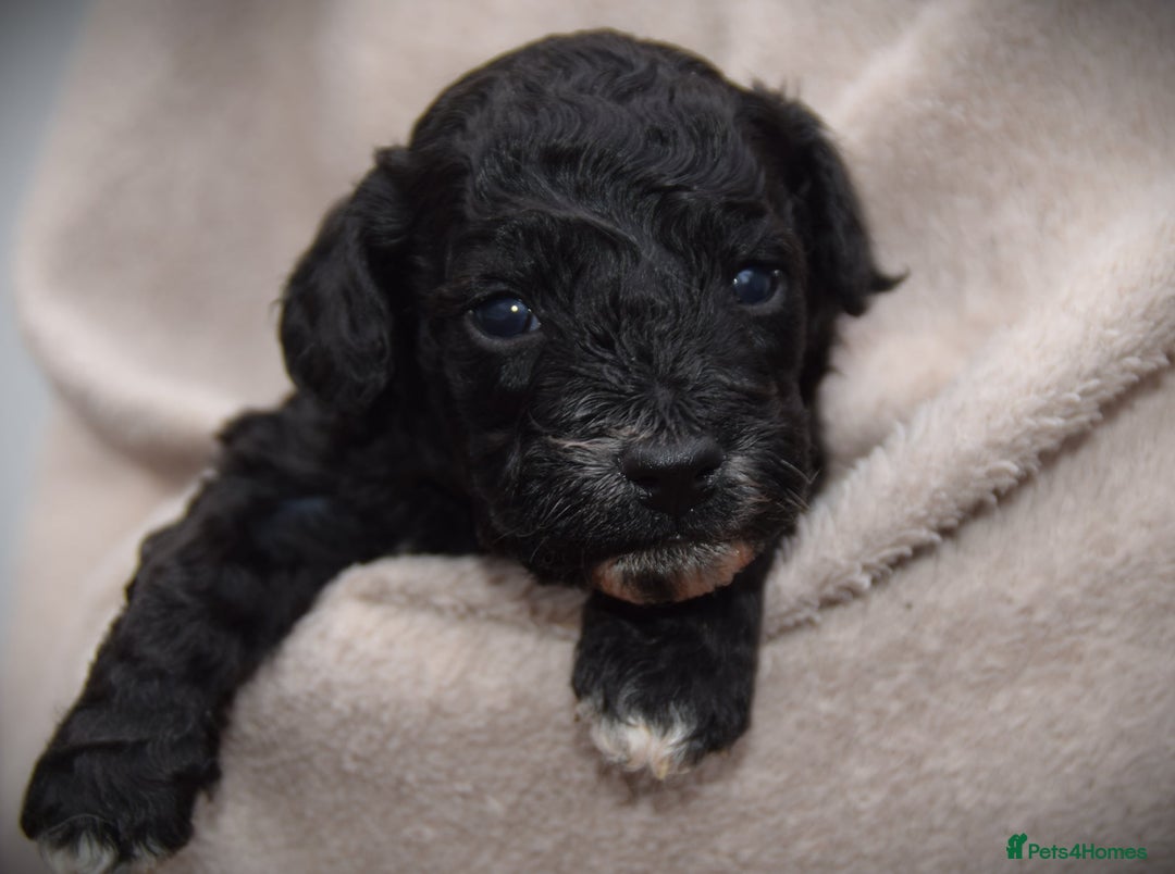 Cockapoo dogs for sale: American cockapoos (yankydoodles)  - Advert 23