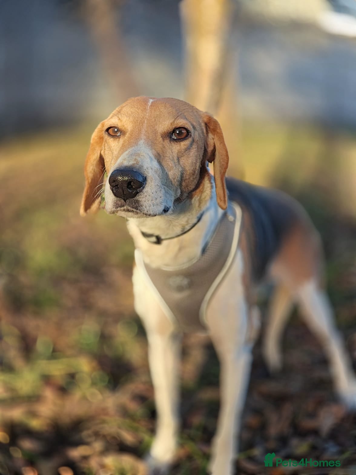 Mixed Breed dogs ❤️Radna-affectionate 2 year old Estonian Hound❤️ - Advert 2
