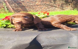 Cocker Spaniel dogs for sale: Cocker spaniel pups - Image 5