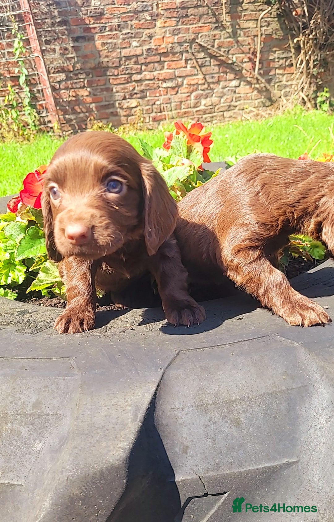 Cocker Spaniel dogs for sale: Cocker spaniel pups - Image 5