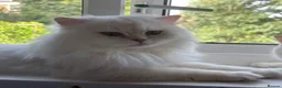 British Longhair cats for sale: Adorable BLH for rehoming - Advert 1