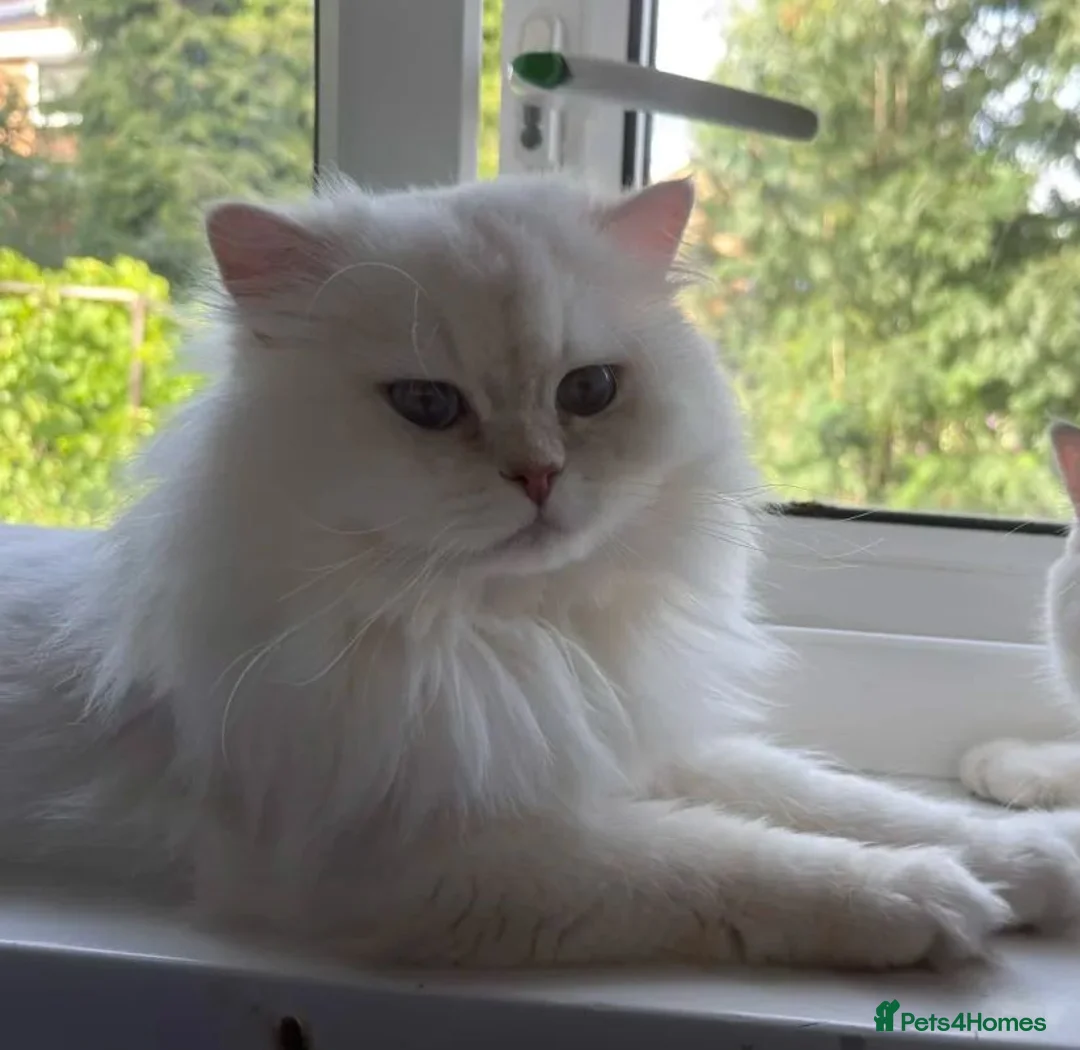 British Longhair cats for sale: Adorable BLH for rehoming - Advert 1