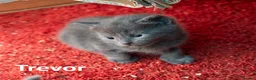 Russian Blue cats for sale: Russian Blue Cross Boy Kitten – Trevor - Advert 7