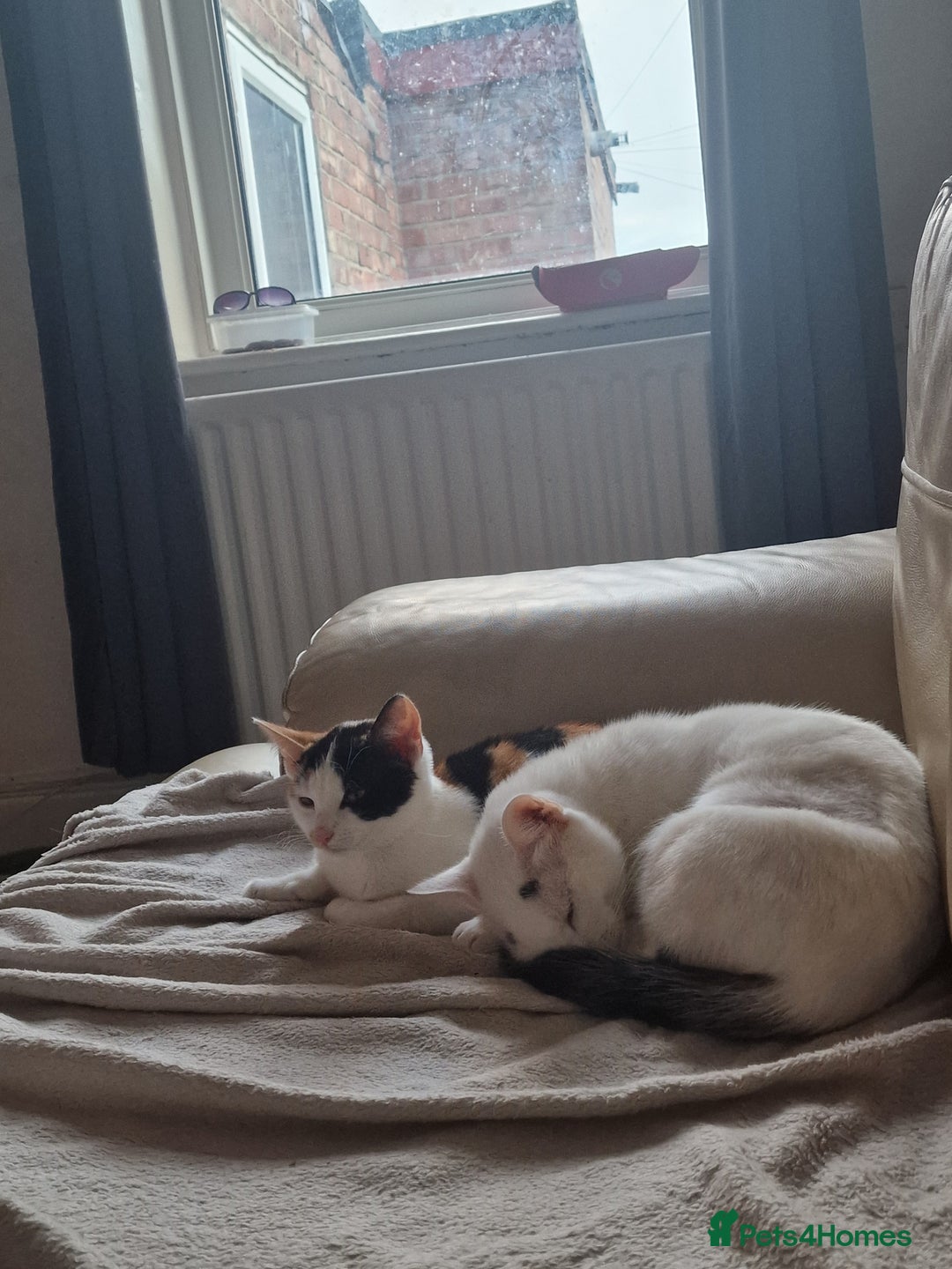 Mixed Breed cats for sale: Beautiful little girl extremely cuddly and playful - Advert 1