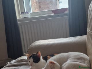 Mixed Breed cats Beautiful little girl extremely cuddly and playful - Advert 1