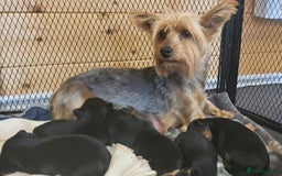 Yorkshire Terrier dogs for sale:  Yorkshire Terrier puppies from Licensed Breeder  - Image 2