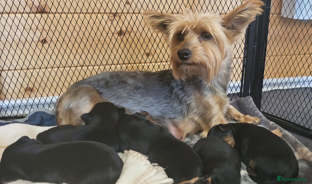 Yorkshire Terrier dogs for sale:  Yorkshire Terrier puppies from Licensed Breeder  - Image 2