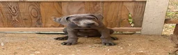 Cane Corso dogs for sale: Cane corso pups fully vaccinated  - Advert 10