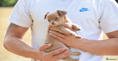 Chihuahua dogs - Advert 13
