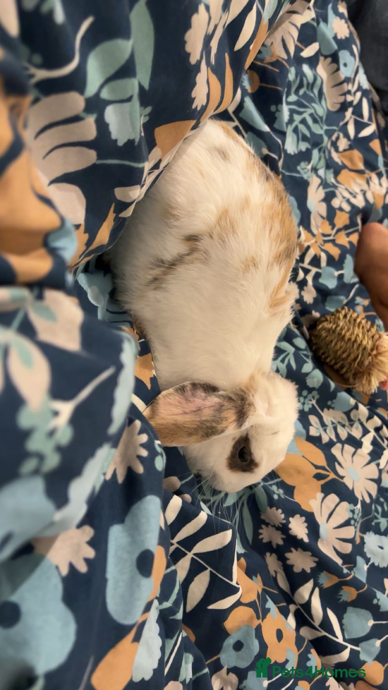 Dutch rabbits Rehoming Bunny - Advert 1