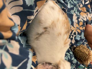 Dutch rabbits Rehoming Bunny - Advert 5