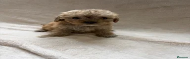 Cockapoo 4