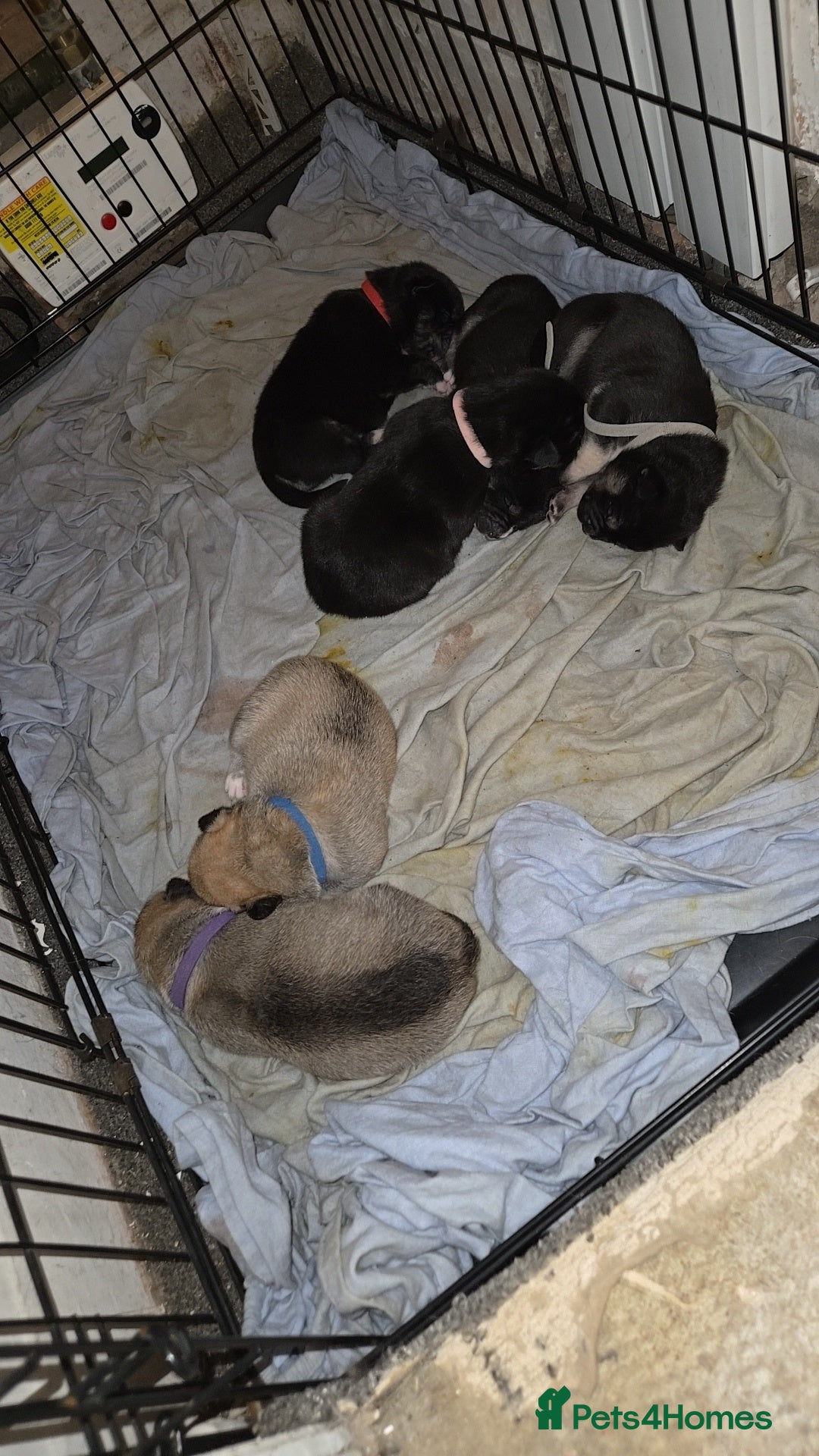 Mixed Breed dogs Bulsky puppies  - Advert 1