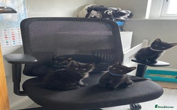 Mixed Breed cats for sale: Stunning kittens - Image 1