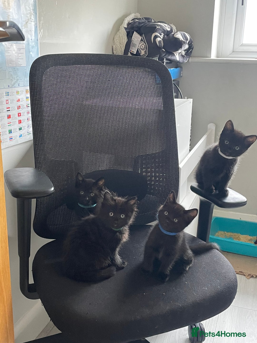 Mixed Breed cats for sale: Stunning kittens - Image 1