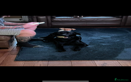 Labrador Retriever dogs for sale: Beautiful chunky litter of black pups  - Advert 10