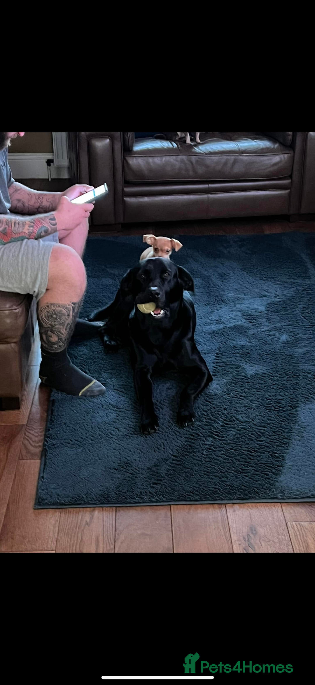 Labrador Retriever dogs for sale: Beautiful chunky litter of black pups  - Advert 10