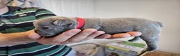 French Bulldog dogs for sale: French bull pups - Advert 23