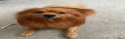 German Spitz dogs for sale: German Spitz in Doncaster - Advert 1