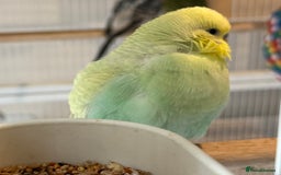 Budgerigars birds for sale: Bonded budgies for sale  - Image 11