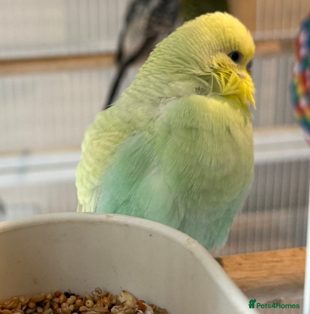 Budgerigars birds for sale: Bonded budgies for sale  - Image 11