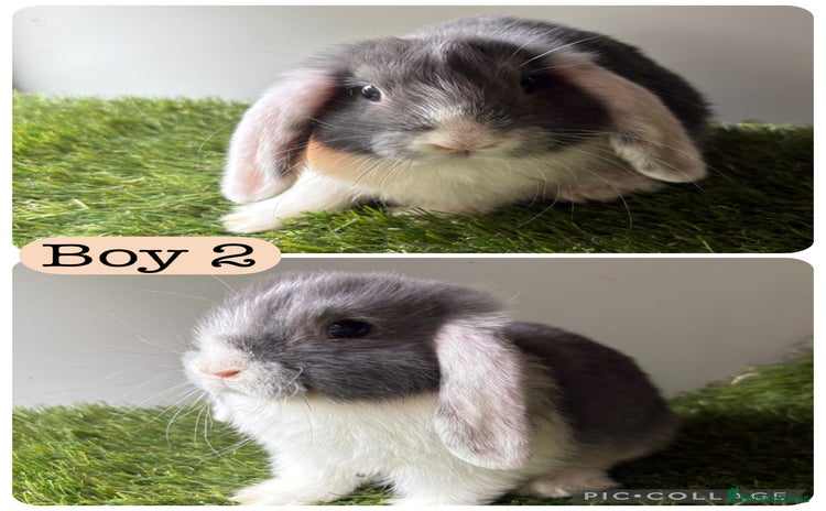 Mini Lop rabbits in Manchester - Advert 5