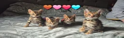 Bengal cats for sale: Pure bengal  kittens  in Welwyn Garden City - Advert 6