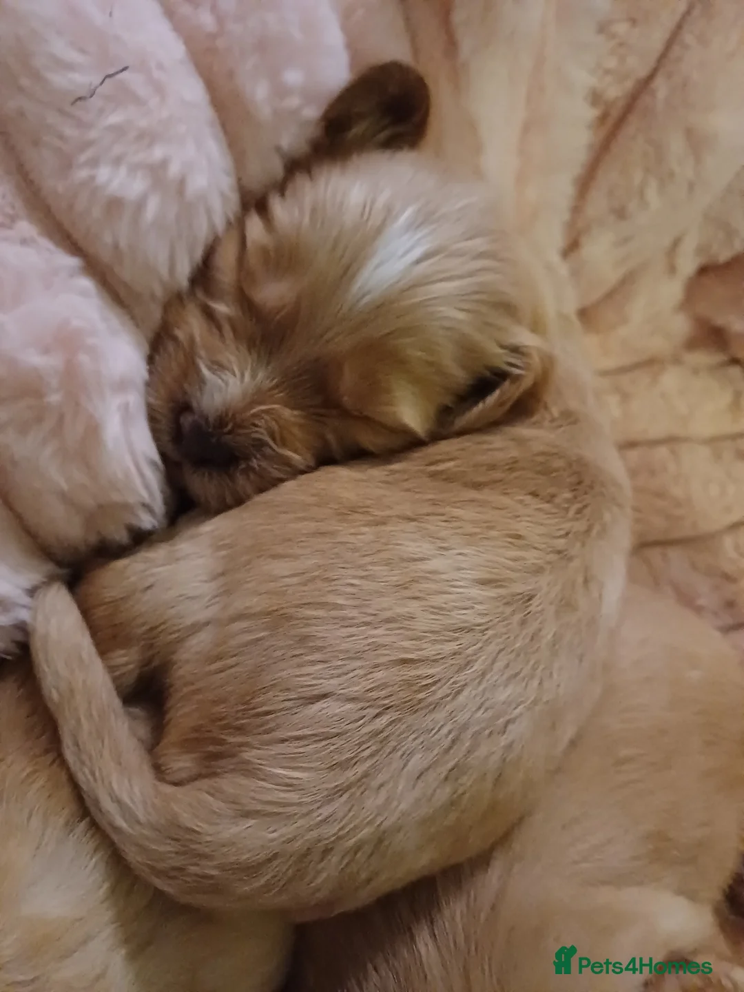 Cockapoo dogs for sale: Cockapoo Puppies - Advert 23