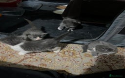 British Shorthair cats for sale: Stunning blue kittens  - Image 10
