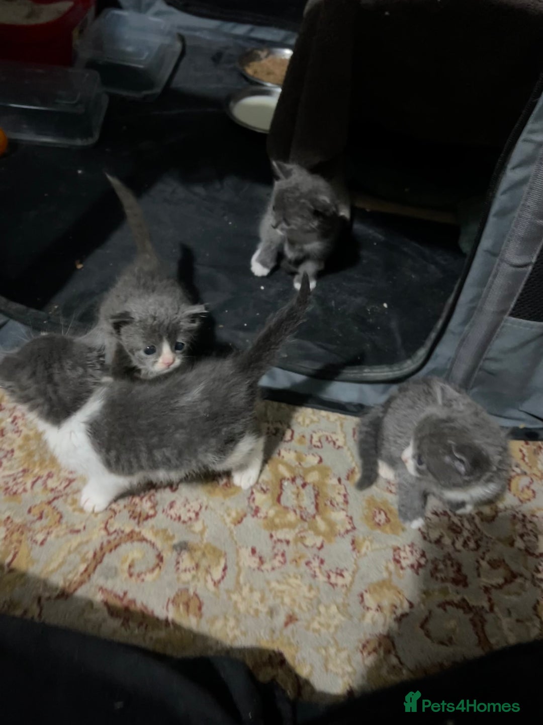 British Shorthair cats for sale: Stunning blue kittens  - Image 10