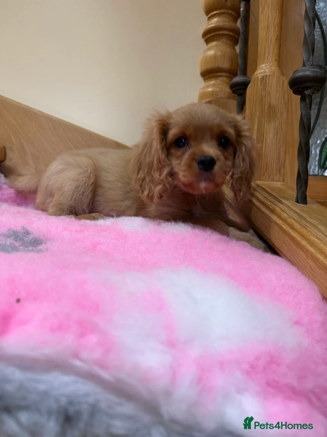 Cavapoochon dogs for sale: Cavapoochon - Advert 2