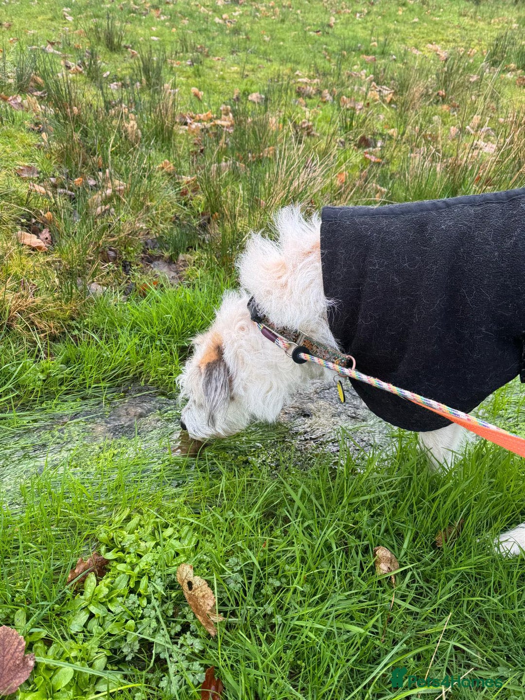 Mixed Breed dogs for adoption: KALLIE-16months, loves dogs/playful/active/rural - Advert 26