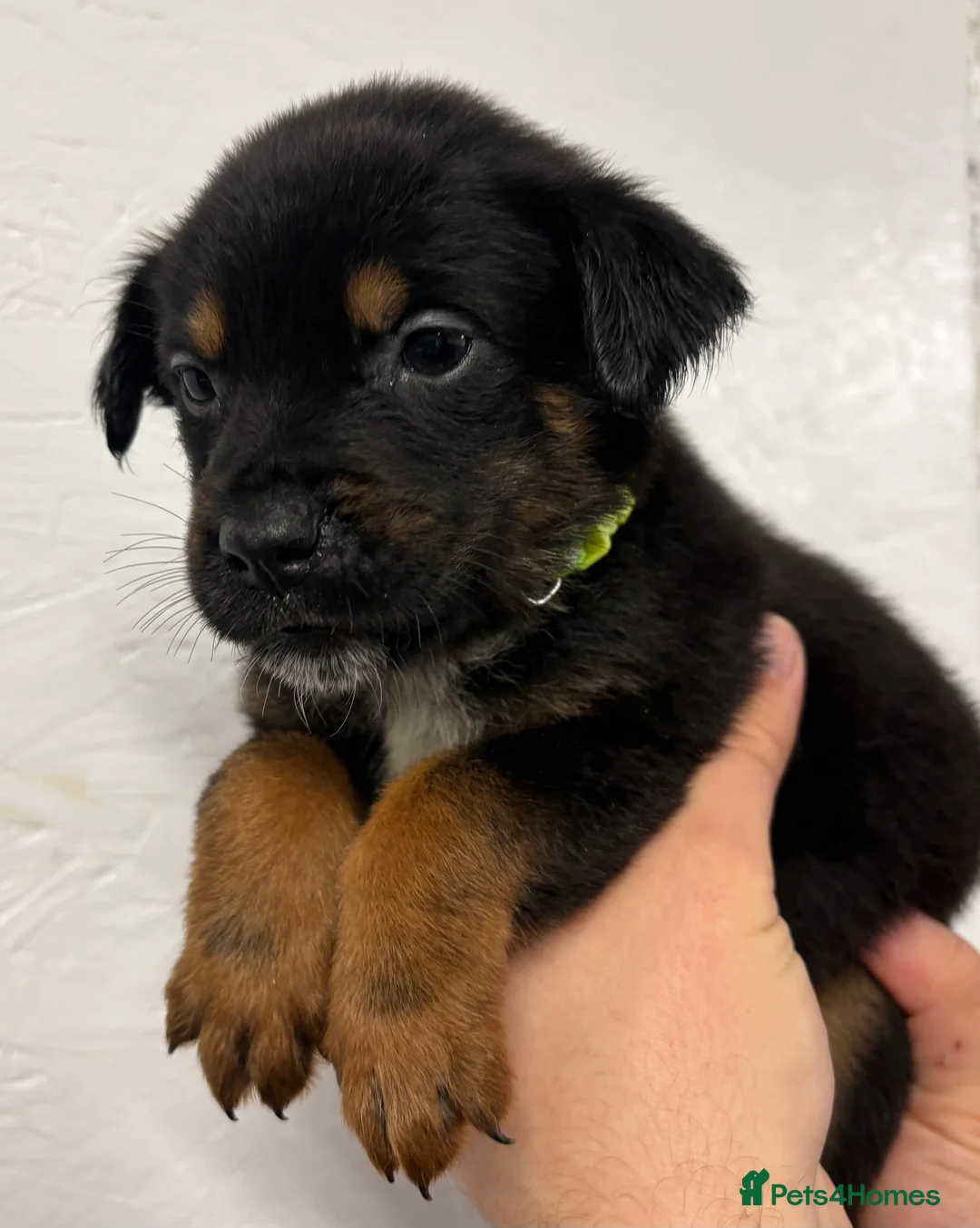 Mixed Breed dogs for sale: Rottweiler x malinois - Advert 26