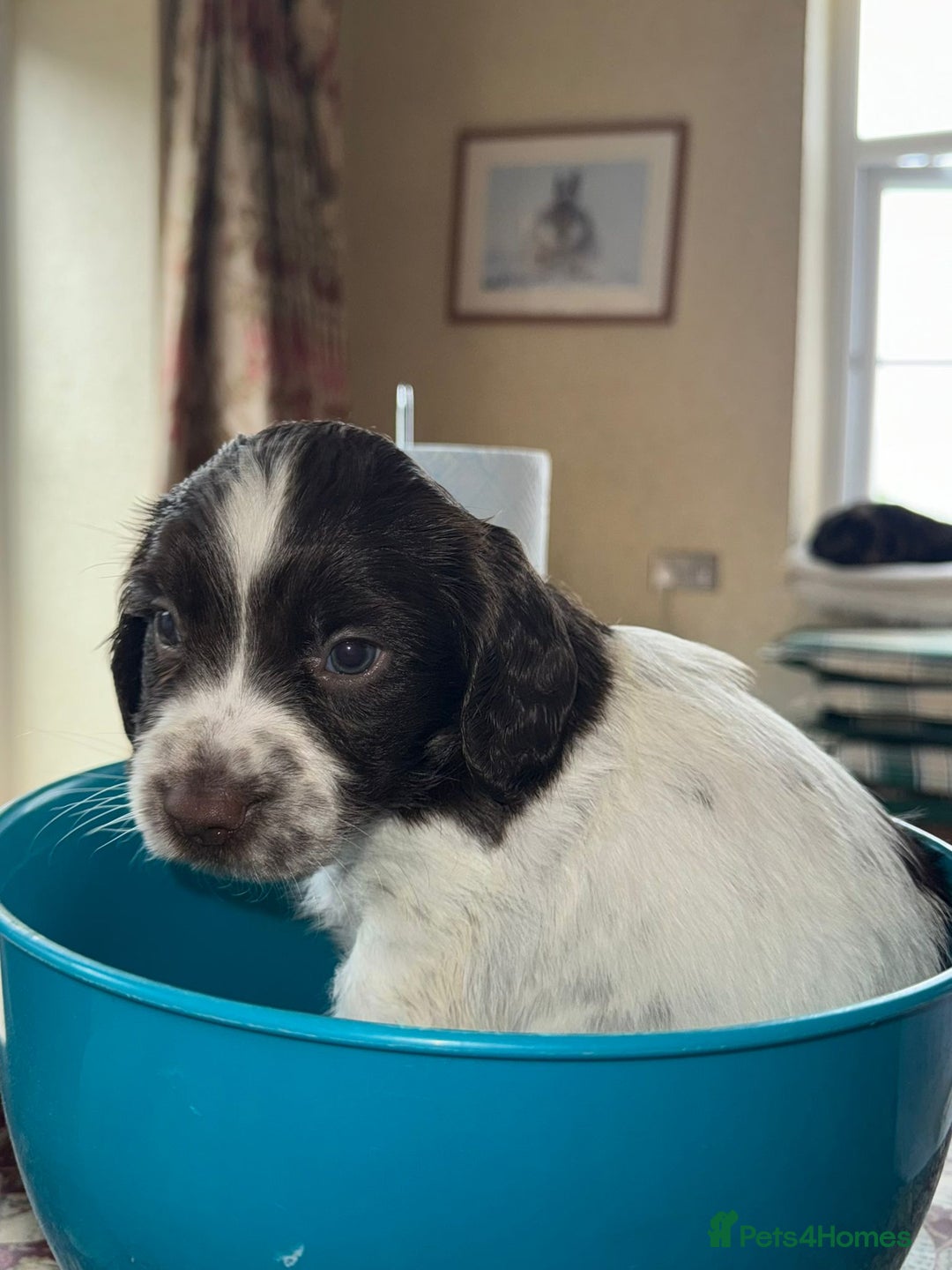 English Springer Spaniel dogs for sale: KC Springer Spaniel puppies 3 x girls available  in Hereford - Image 10