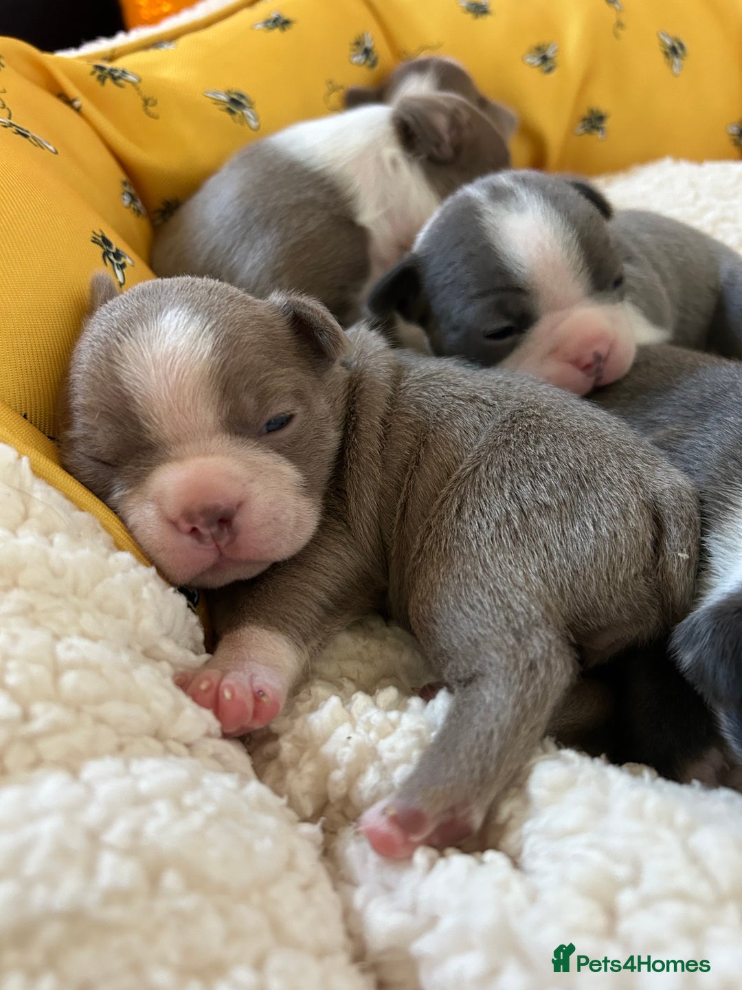 Boston Terrier dogs for sale: Stunning KC registered litter - Image 9
