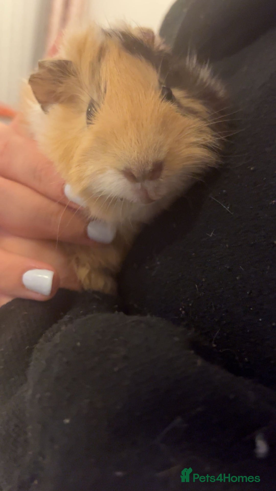 Guinea Pig rodents for sale: Female Guinea Pigs Bonded Need Rehoming - Advert 6