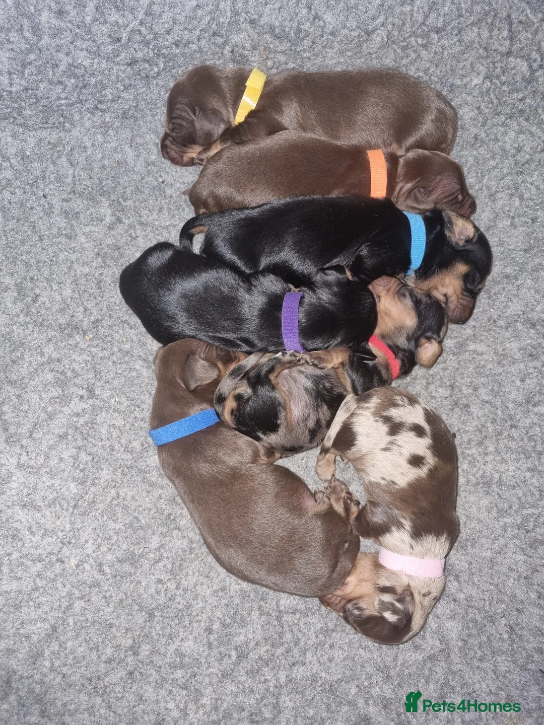 Miniature Dachshund dogs for stud: Extensively Health Tested KC REG Mini Dachshund in Littleborough - Advert 9