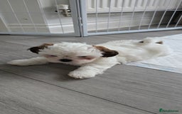 Shih Tzu dogs for sale: Last two puppies from liter 🐶🐶 - Image 23