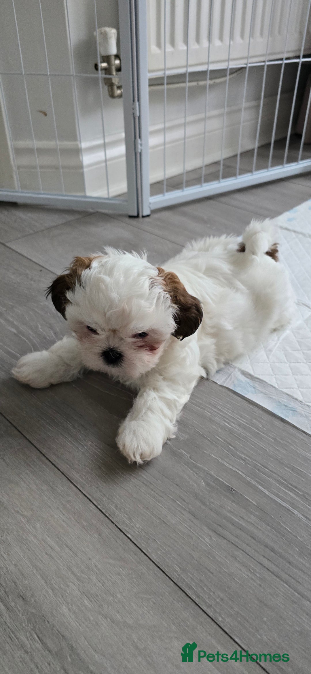 Shih Tzu dogs for sale: Last two puppies from liter 🐶🐶 - Image 23