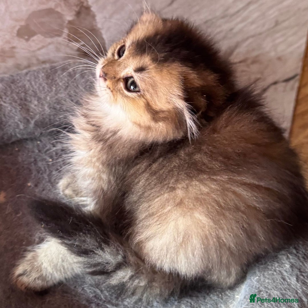 Scottish Fold cats for sale: Scottish fold kittens in hull - Image 13