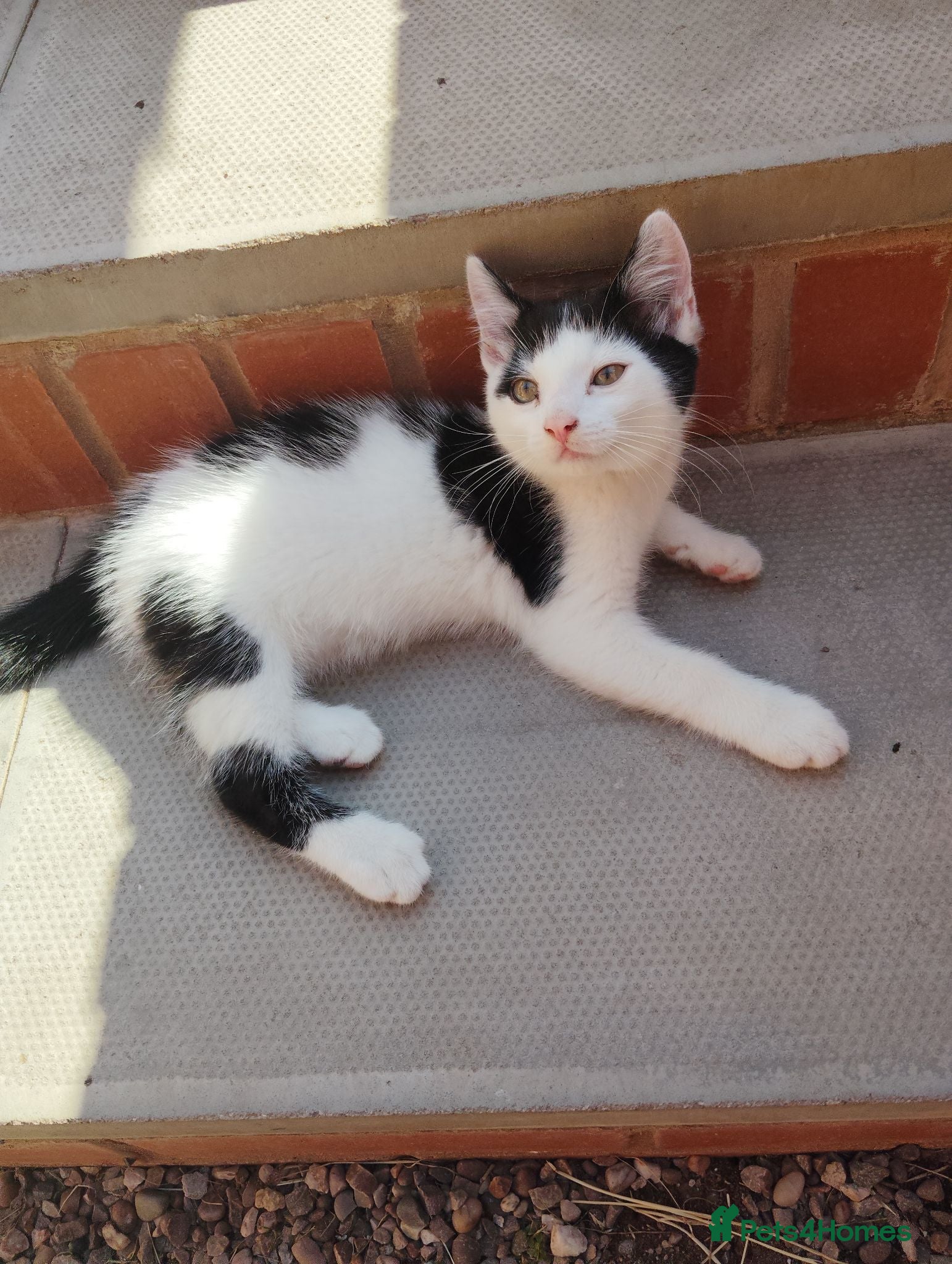 Mixed Breed cats Lovely kittens ( price can be discussed) - Advert 6