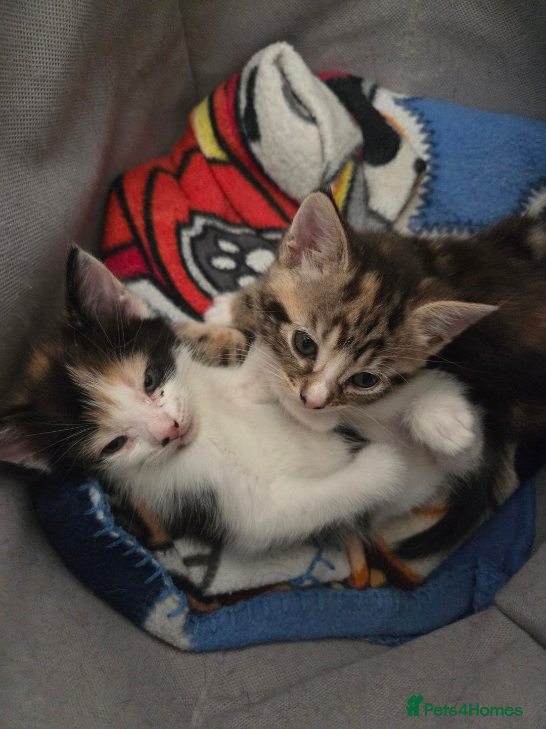 Mixed Breed cats for sale: 2 beautiful girl kittens  - Advert 2
