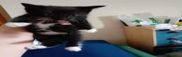 Mixed Breed cats for sale: Kittens - Advert 9