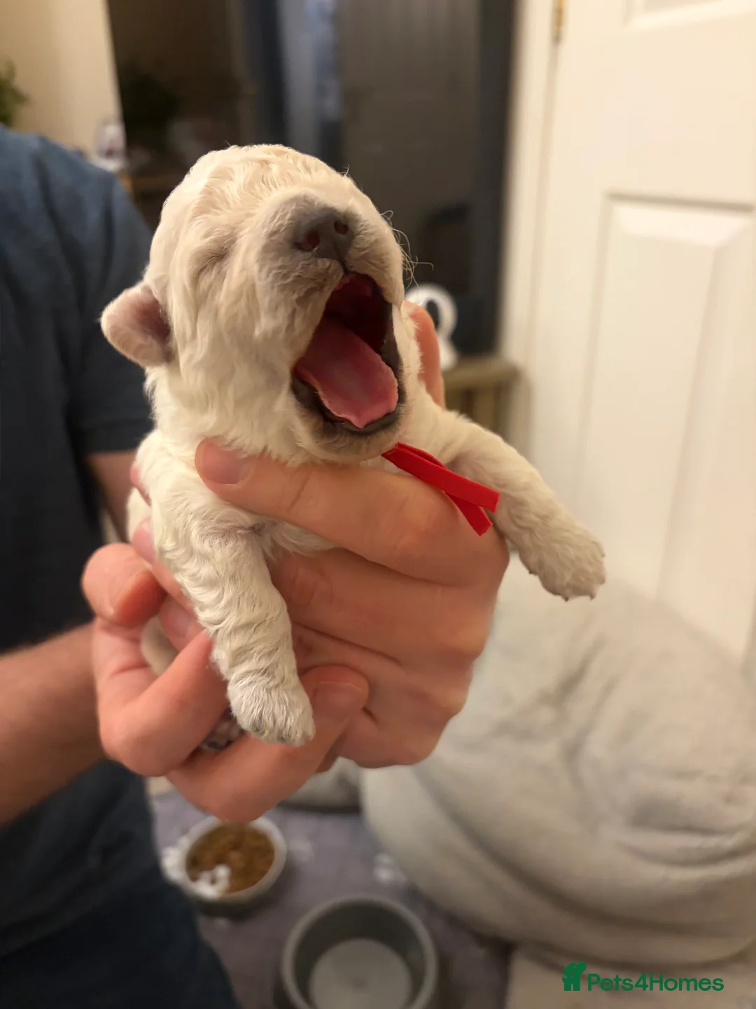 Mixed Breed dogs for sale: 5 Beautiful Poochon Puppies For Sale - Advert 11