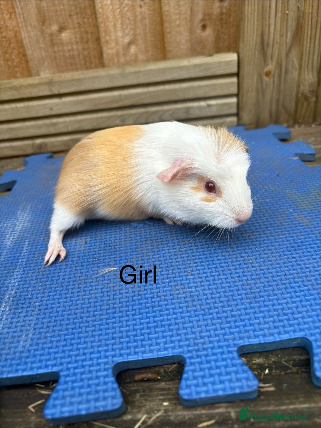 Guinea Pig rodents for sale: Ready 20th August gorgeous guinea pigs - Image 3